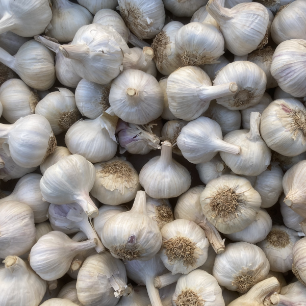 pflanzknoblauch rosa