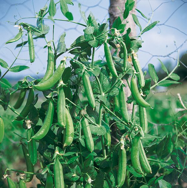 Zuckererbsen Nairobi