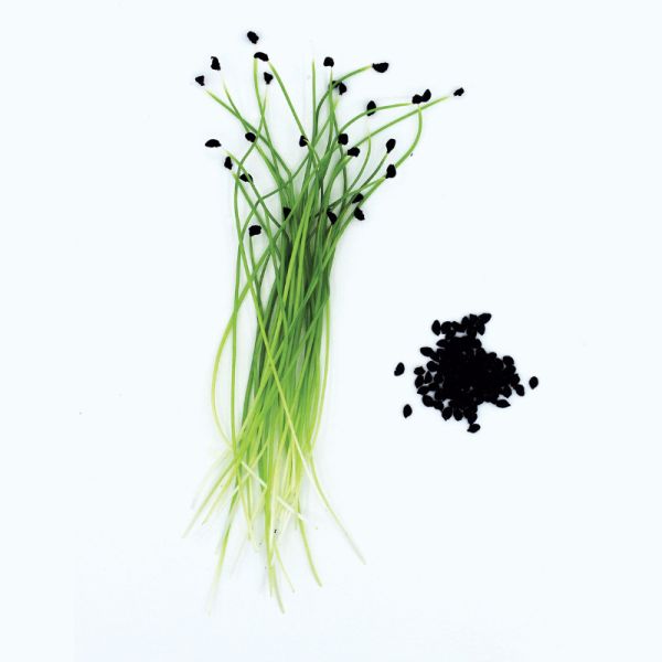 Porree Microgreens Saatgut konventionell