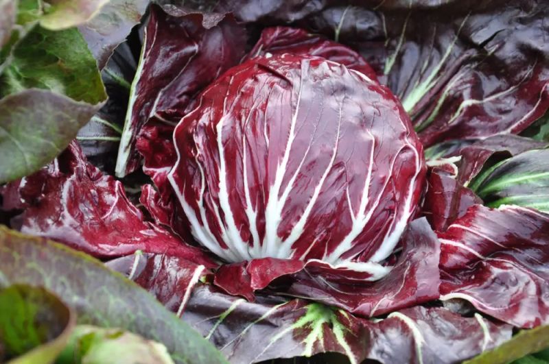 Radicchio Rosso Hekla - bio - Bild Smarties
