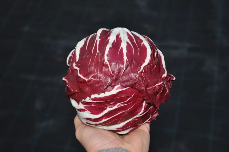 Radicchio Rosso Amiata - bio - Bild Smarties