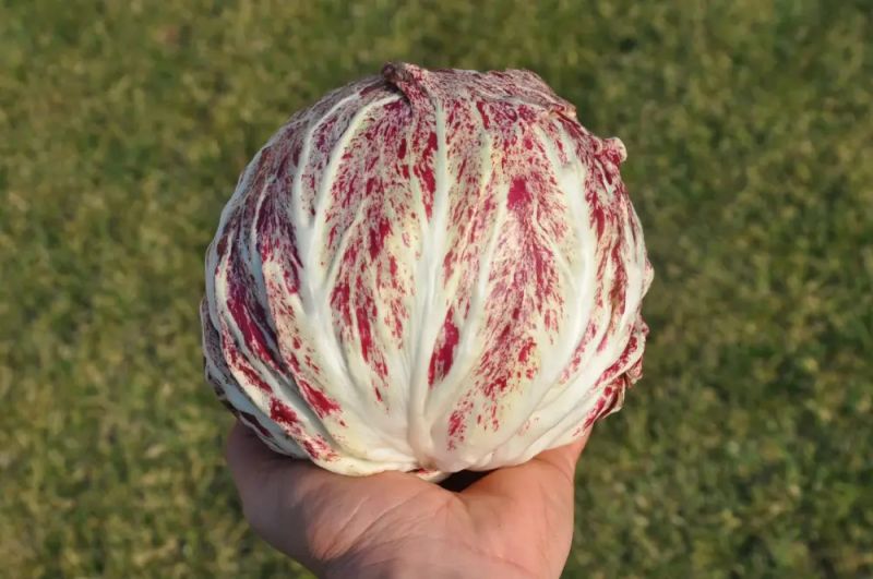Radicchio Acquerello Typ Variegato - bio - Bild Smarties