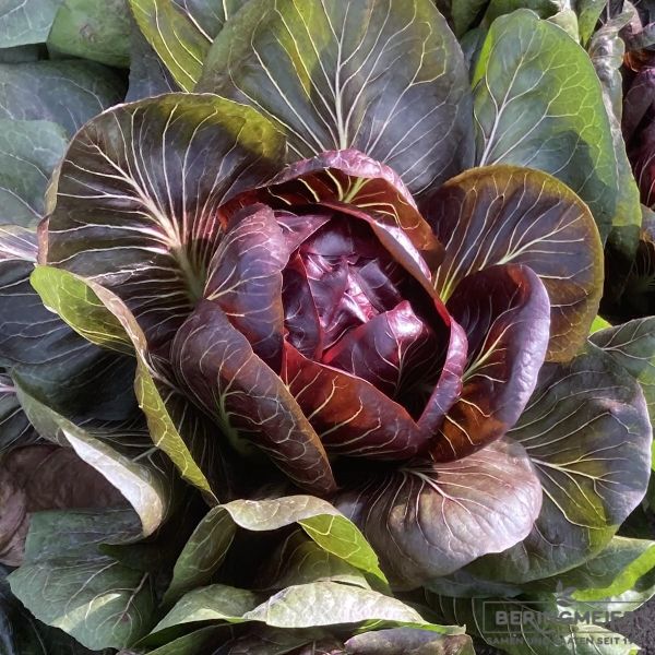 Radicchio Vasari - Bio - Pillensaatgut
