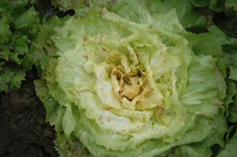 Radicchio Variegata Beatrice - bio - Bild Smarties