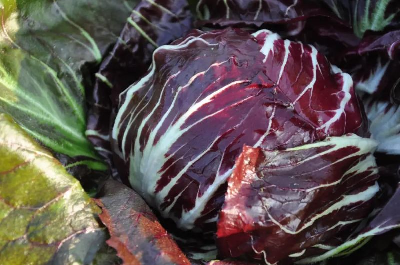 Radicchio Rosso Etna - bio - Bild Smarties