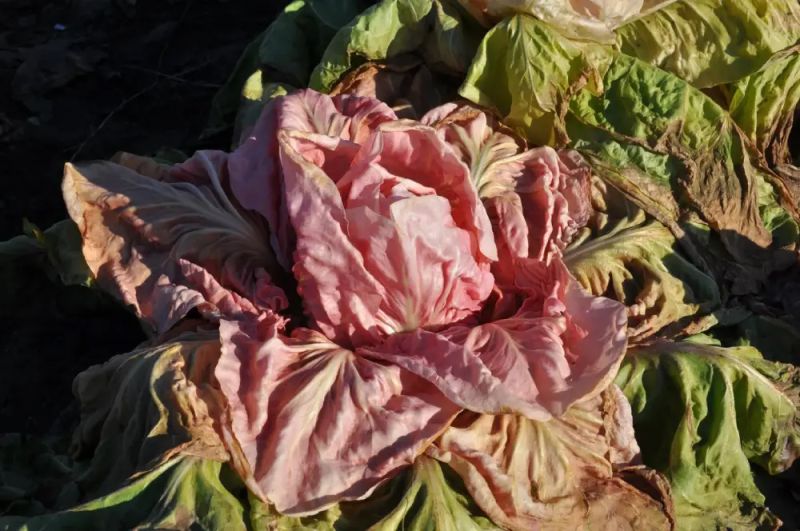 Radicchio Jolanda Typ Rosa  - bio - Bild Smarties