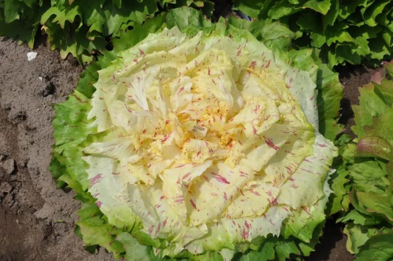 Radicchio Variegata Mirabella - bio - Bild Smarties