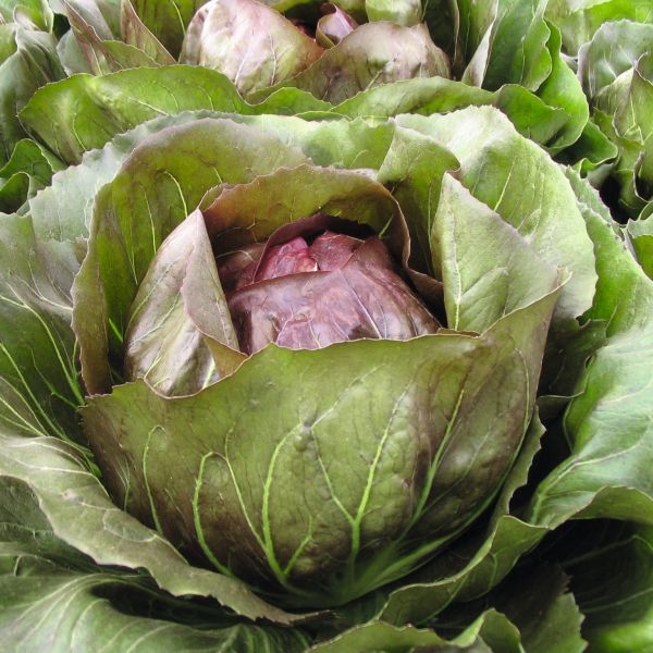 Radicchio Rosso Leonardo - Foto bejo Samen GmbH