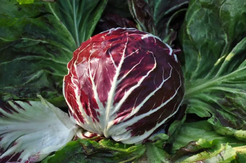 Radicchio Rosso Santa Helena - bio - Bild Smarties
