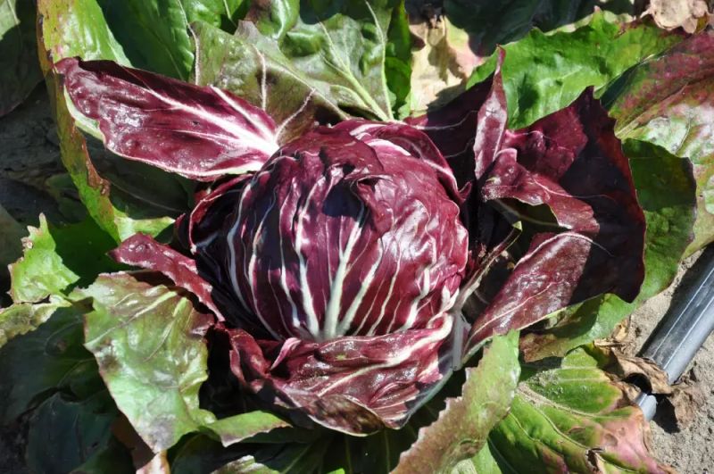 Radicchio Rosso Teide - bio - Bild Smarties