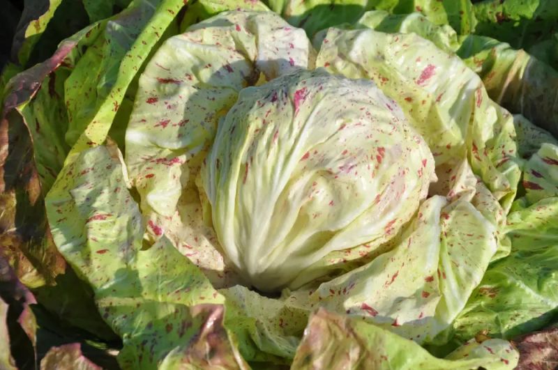 Radicchio Variegata Delta - bio - Bild Smarties
