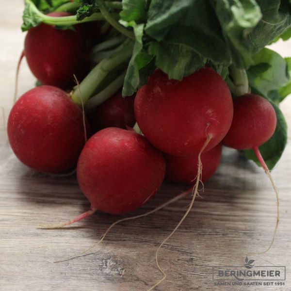 Radies Melito F1 bio