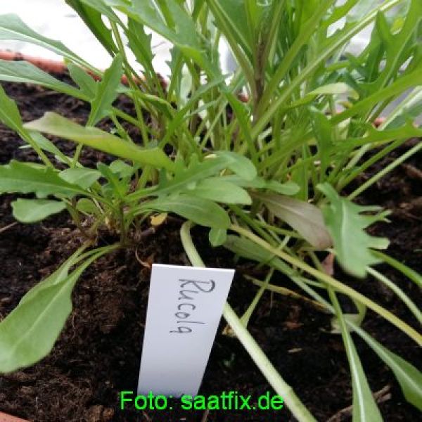 Wilde Rauke Rucola Iris Bio