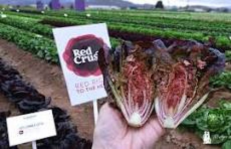 Romanasalat Mysteria - Foto Gautier Semences