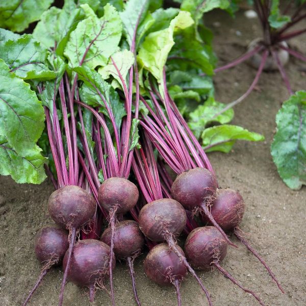 Rote Rübe Rhonda F1 - Foto bejo Samen GmbH