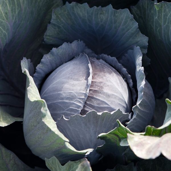 Rotkohl Travero F1 - Foto bejo Samen GmbH