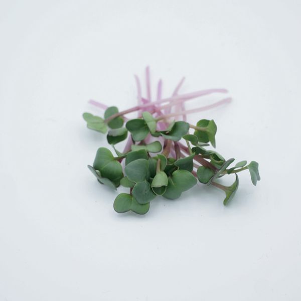 Rettich Rose de Chine Microgreens Bio Saatgut