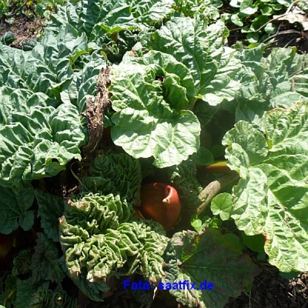 Rhabarber Victoria - bio