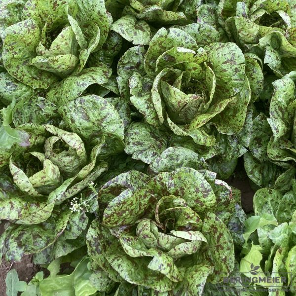 Romanasalat Forellenschluß - Bio