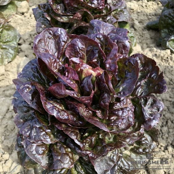 Romanasalat Mysteria - ungebeizt