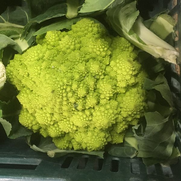 Romanesco Natalino