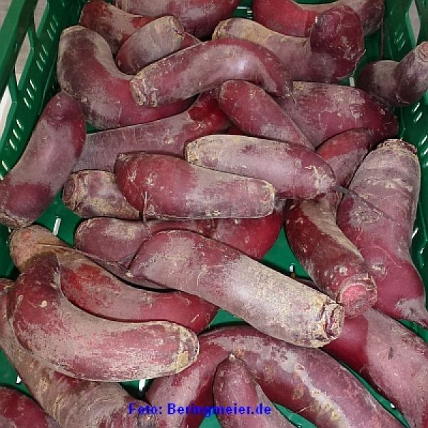 Rote Rübe/ Bete Forono - ungebeizt - Normalsaatgut