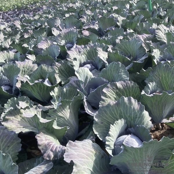 Rotkohl Red Juwel F1