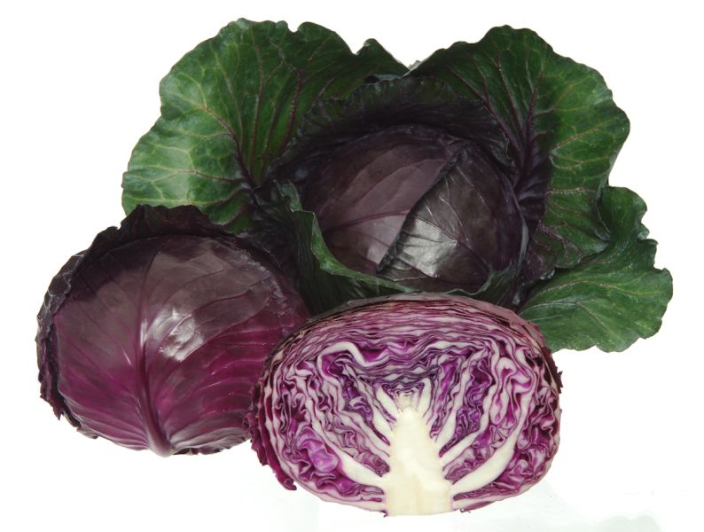 Rotkohl Red Juwel F1 Foto Sakata