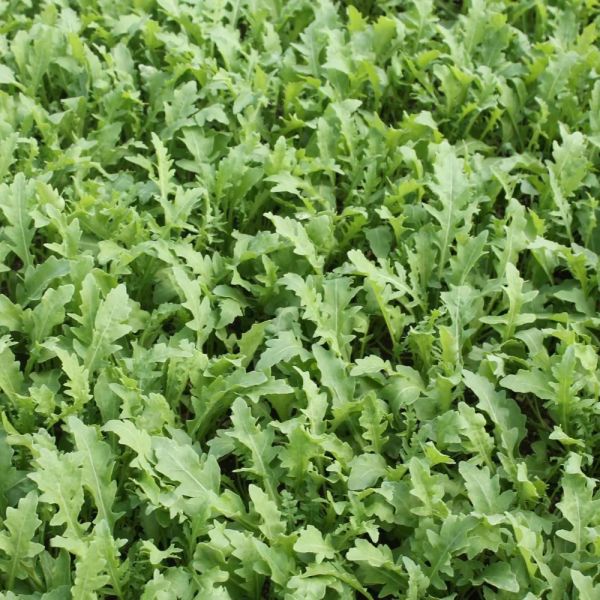 Wilde Rauke Rucola Goal Bio