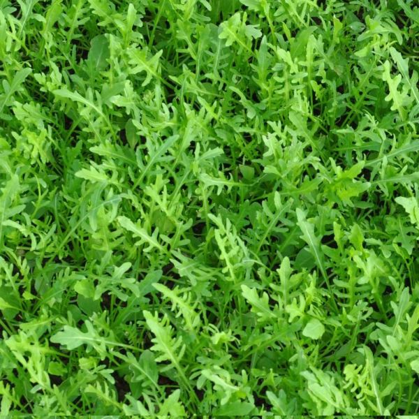 Wilde Rauke Rucola Match Bio