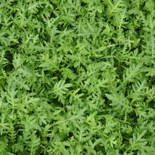 Wilde Rauke Rucola Strike Bio