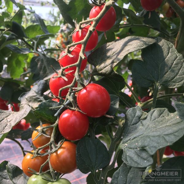 Cherrytomate Cheramy F1 - ungebeizt