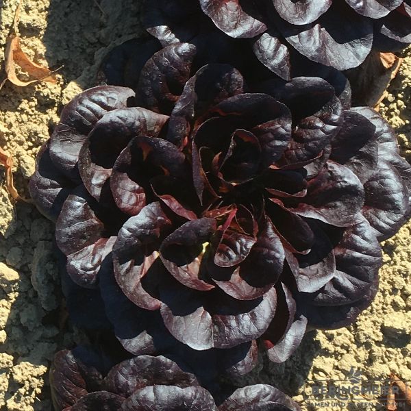 Salanova® Manet(Kopfsalat rot)