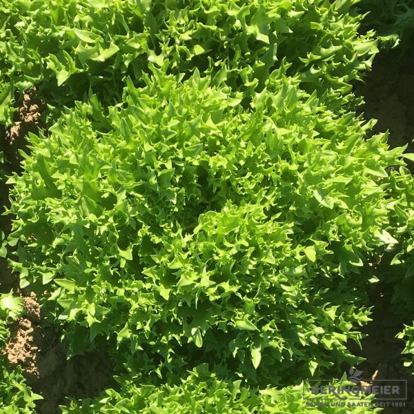 Salanova® Exira (Crispy grün)