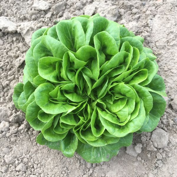 Salanova® Hawking (Kopfsalat grün) - Bio