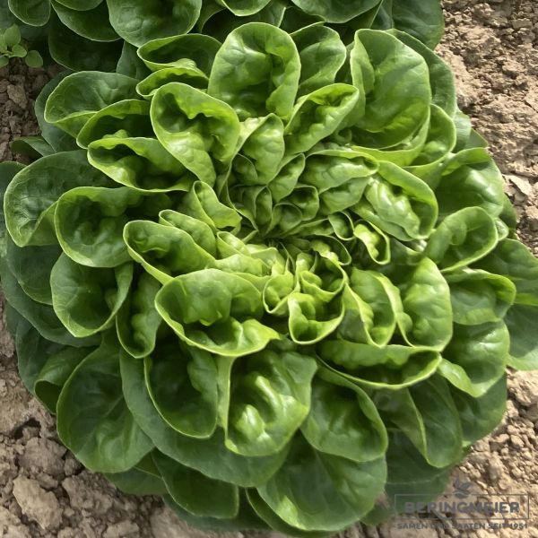 Salanova® Hilbert (Kopfsalat grün)