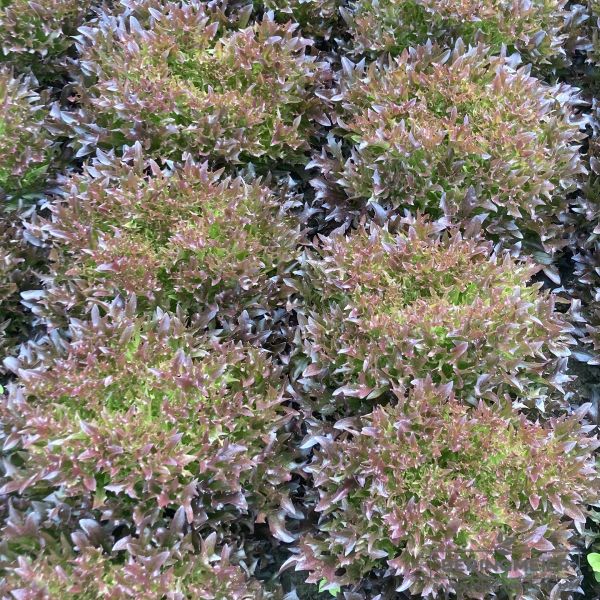 Salanova® Lumirex (Crispy rot)