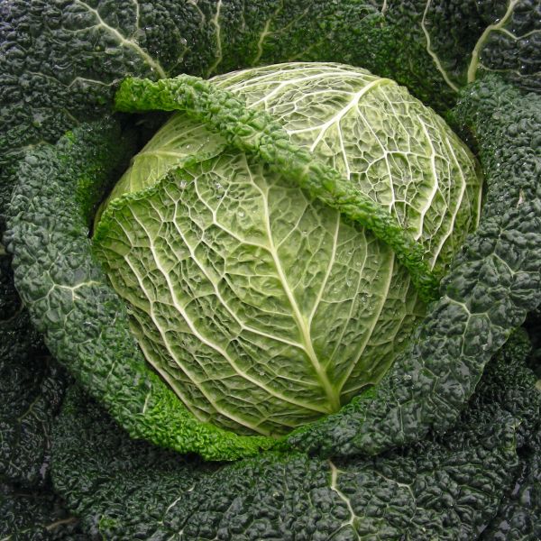 Wirsing Maurice F1 -  Foto bejo Samen GmbH