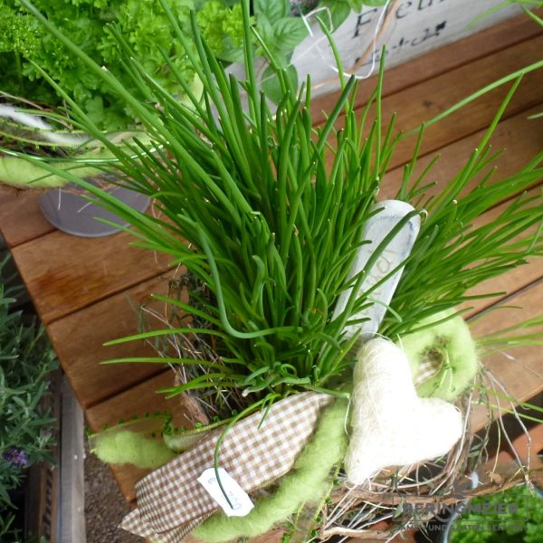 Schnittlauch Nelly fein- bis mittelgrobröhrig