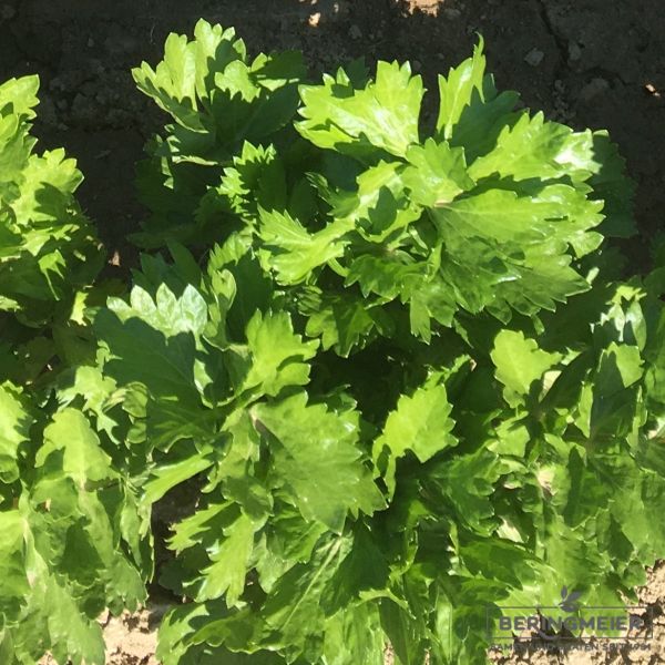 Stangensellerie Tall Utha - bio