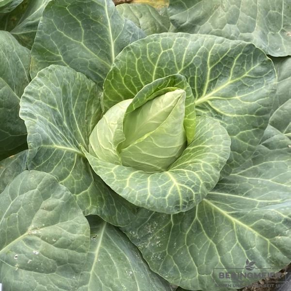 Spitzkohl Chateaurenard - bio