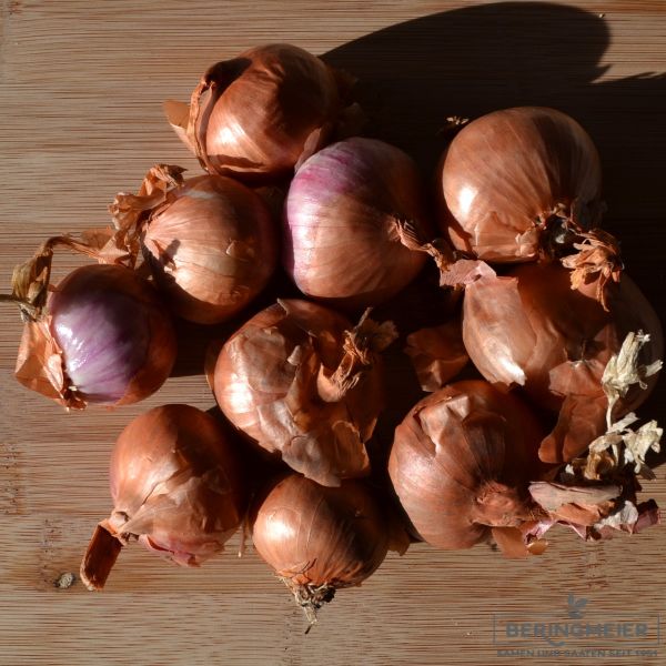 Steckzwiebeln Schalotte Red Sun - Bio