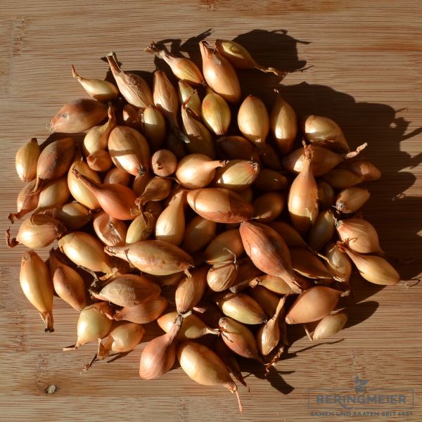 Wintersteckzwiebeln Presto F1