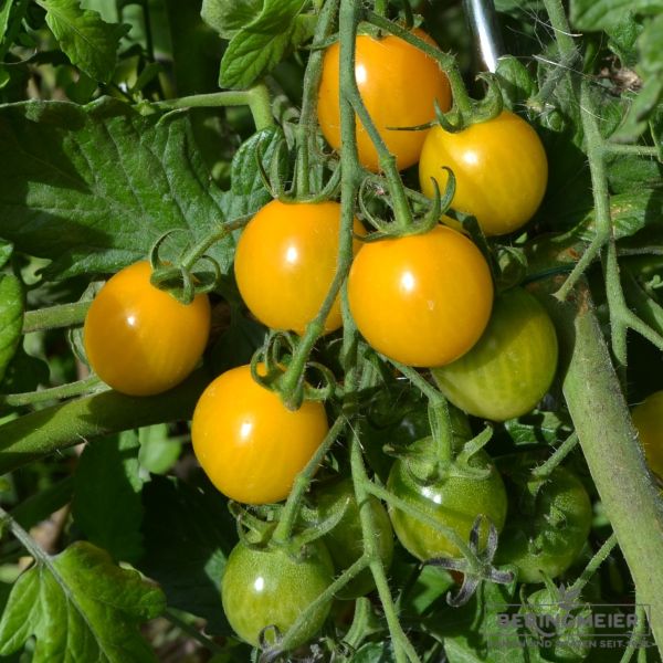 Gelbe Cocktailtomate Su-9004 Bio Open Source Seeds