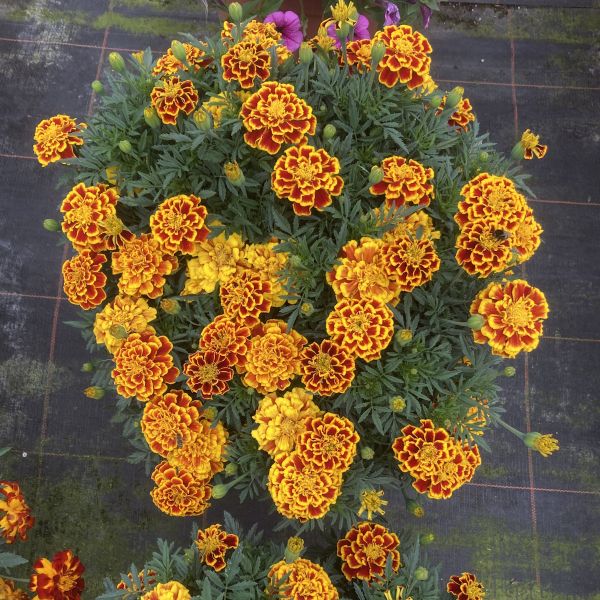 Tagetes Texana Bee