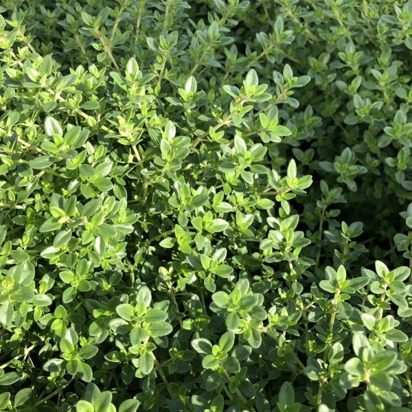 Thymian Deutscher Winter Bio