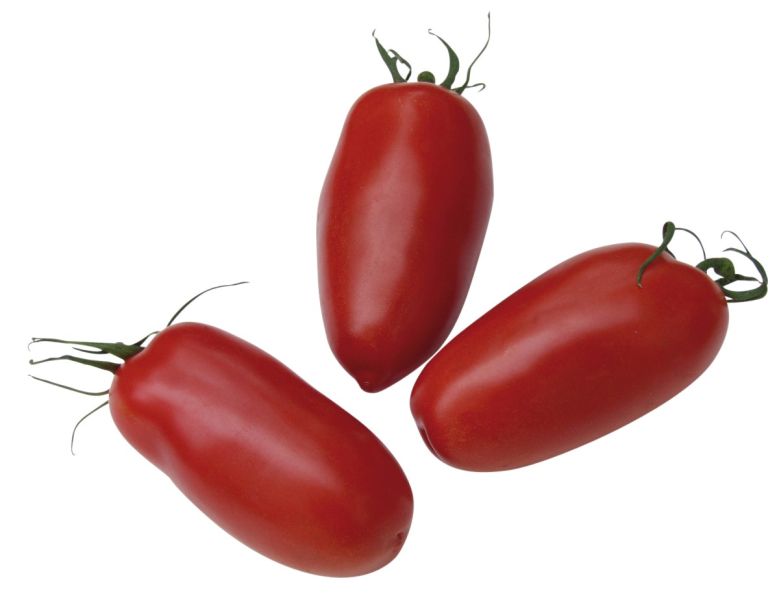 Roma-Tomate Agro F1 - Bio
