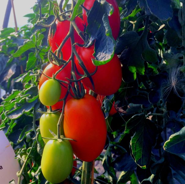 Roma-Tomate Bolstar Sensatica F1 - Bio