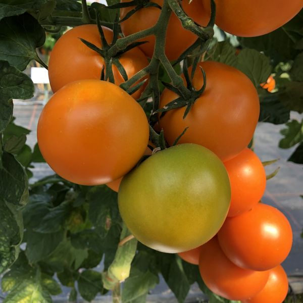 Cocktailtomate Annaorange F1