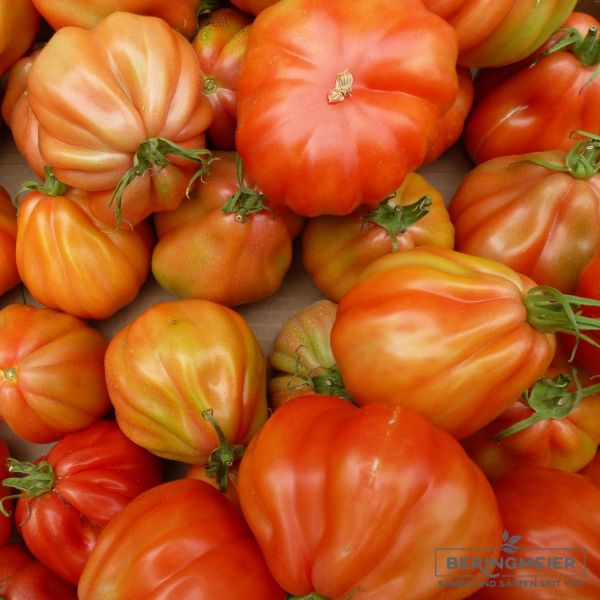 Fleischtomate Rugantino F1 (Ochsenherz) - ungebeizt